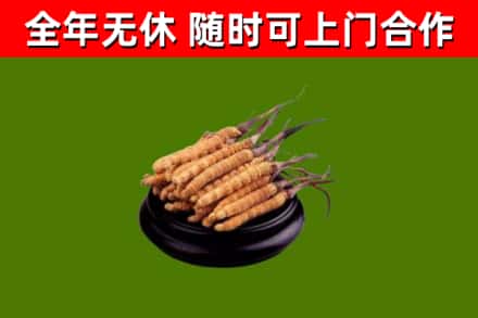 青秀区回收散虫草