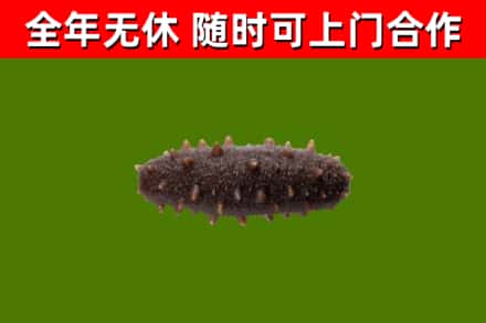 青秀区回收海参干